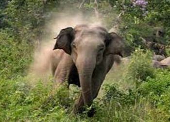 jumbo attack - Man injured in jumbo attack in Dhenkanal