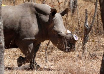 A Rhino missing its horn