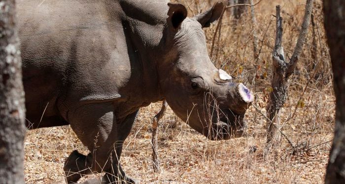 A Rhino missing its horn