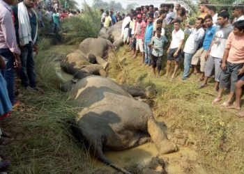 Elephant carcasses lying on the site.