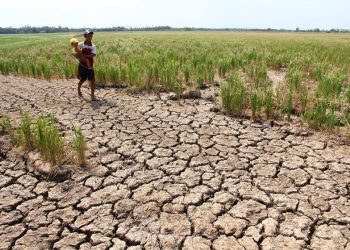 31,000 ha drought hit in Jharsuguda