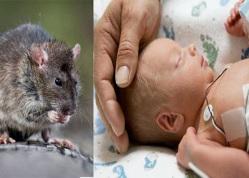 Rats In ICU In India