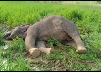 Elephant death