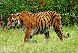 Another RBT spotted in Debrigarh sanctuary, safety measures demanded