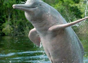 Three teams to count endangered Gangetic dolphins in Bihar