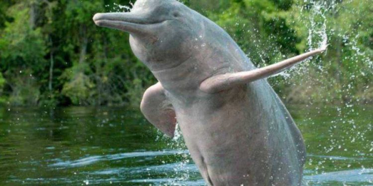 Three teams to count endangered Gangetic dolphins in Bihar