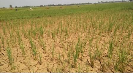 Drought stalks Dhamnagar, farmers sore