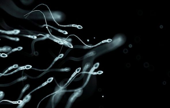 sperm