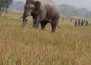 Elephants on damaging spree