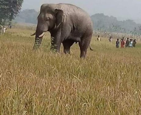 Elephants on damaging spree