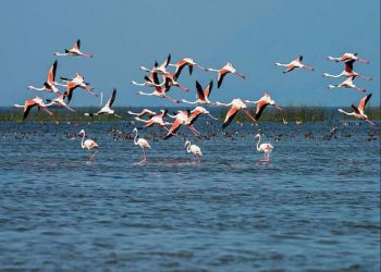 Hunting of migratory birds rampant at night in Chilika