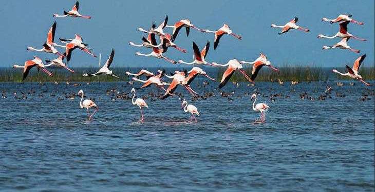 Hunting of migratory birds rampant at night in Chilika