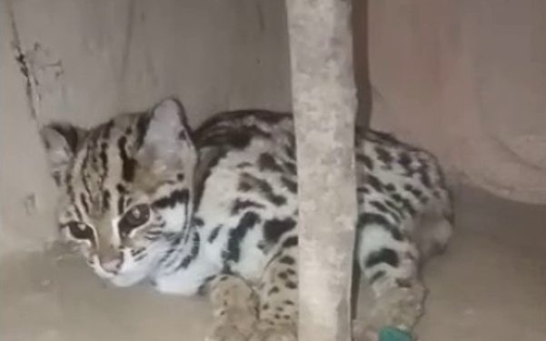 Leopard cub rescued from village