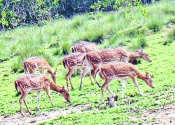 Mammal census from today in Bhitarkanika