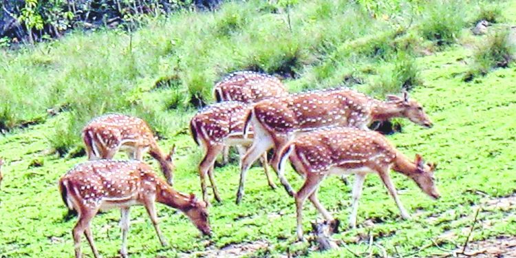 Mammal census from today in Bhitarkanika