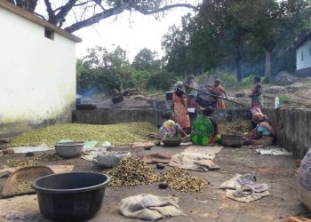 Medicinal fruits, nuts give new identification for tribal women in Odisha’s Kashmir