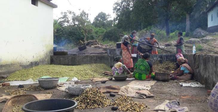 Medicinal fruits, nuts give new identification for tribal women in Odisha’s Kashmir
