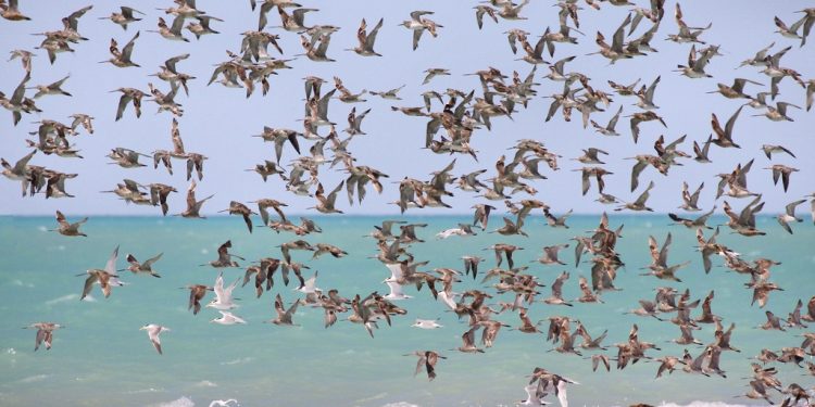 New bird species throng Chilika