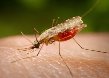 Odisha leads from the front as malaria cases drop 24% in India
