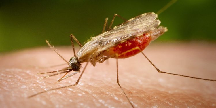Odisha leads from the front as malaria cases drop 24% in India