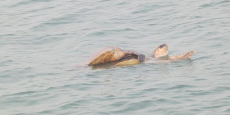 Olive Ridley mating begins in Gahirmatha