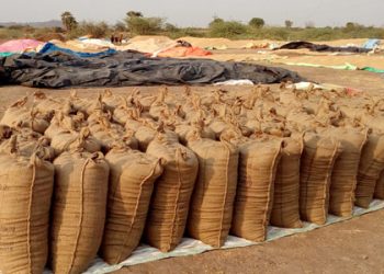 Paddy procurement in Sundargarh from Dec 12