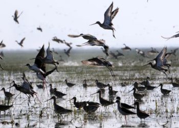 Poacher held for poaching migratory birds