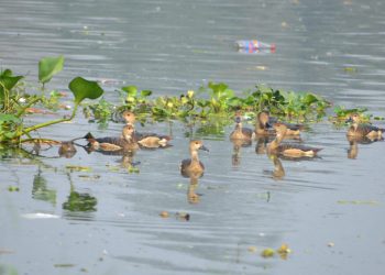 Poachers targeting winter birds in Bhitarkanika