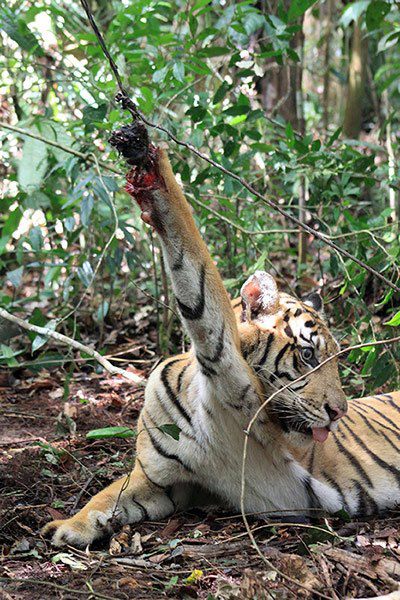 SC seeks Centre's response on reported deaths of tigers