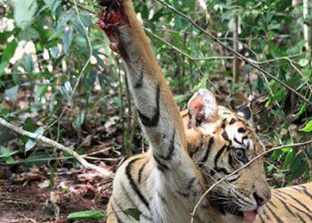 SC seeks Centre's response on reported deaths of tigers