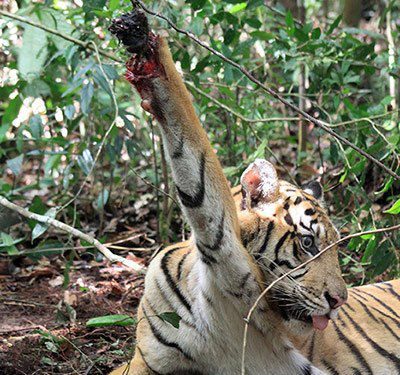SC seeks Centre's response on reported deaths of tigers
