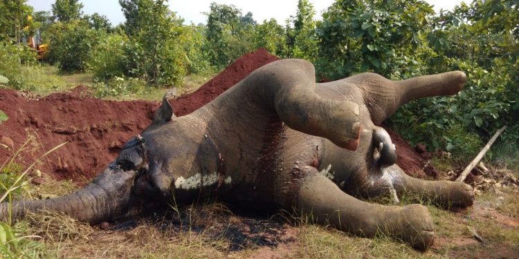 Another tusker found dead in Angul forest