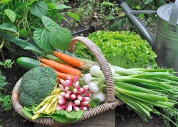 ‘Garden Greens’ for SHGs in Rayagada