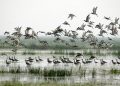Bird census: over 11.37 lakh birds flock to Chilika lake