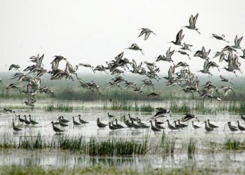 Bird census: over 11.37 lakh birds flock to Chilika lake