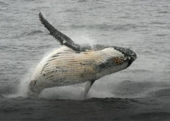 Japan has put a halt to its most provocative whaling -- annual expeditions to the Antarctic