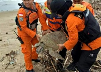 It took four staff to haul the giant sea turtle back to sea after it became trapped in a pile of marine trash in the wake of Indonesia's deadly tsunami (AFP)