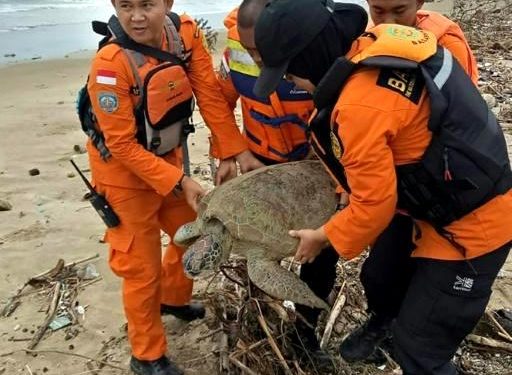 It took four staff to haul the giant sea turtle back to sea after it became trapped in a pile of marine trash in the wake of Indonesia's deadly tsunami (AFP)