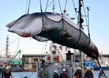 In this September 2017, photo, a minke whale is unloaded at a port after a whaling for scientific purposes in Kushiro, in the northernmost main island of Hokkaido. Japan is considering leaving the International Whaling Commission to resume commercial hunts after unsuccessfully campaigning for decades to gain support for the cause. The Fisheries Agency said Thursday, Dec. 20, 2018, officials haven't made a final decision but are considering the step. (AP)