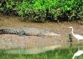 Bhitarnika to remain closed for salt water crocodile census