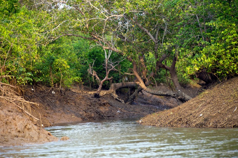 Bichitrapur Mangrove