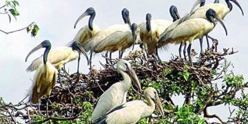Bhitarkanika National Park