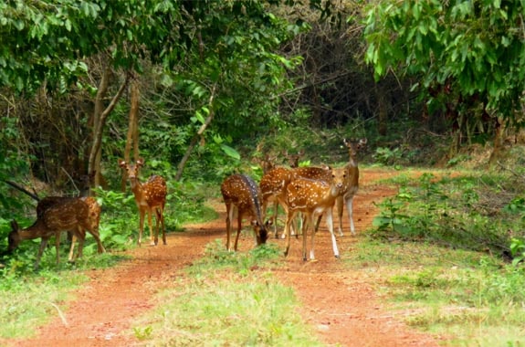 Chandaka-godibari