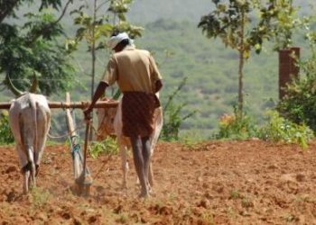 Plowing a field the old fashioned way