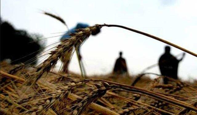 Farmer commits suicide over loan debt