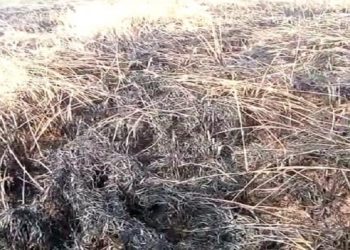 Fire destroys standing paddy crop in Kendrapara