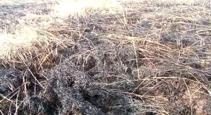 Fire destroys standing paddy crop in Kendrapara