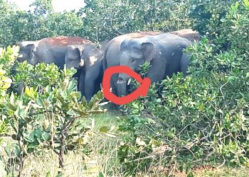 Injured tusker battling for life