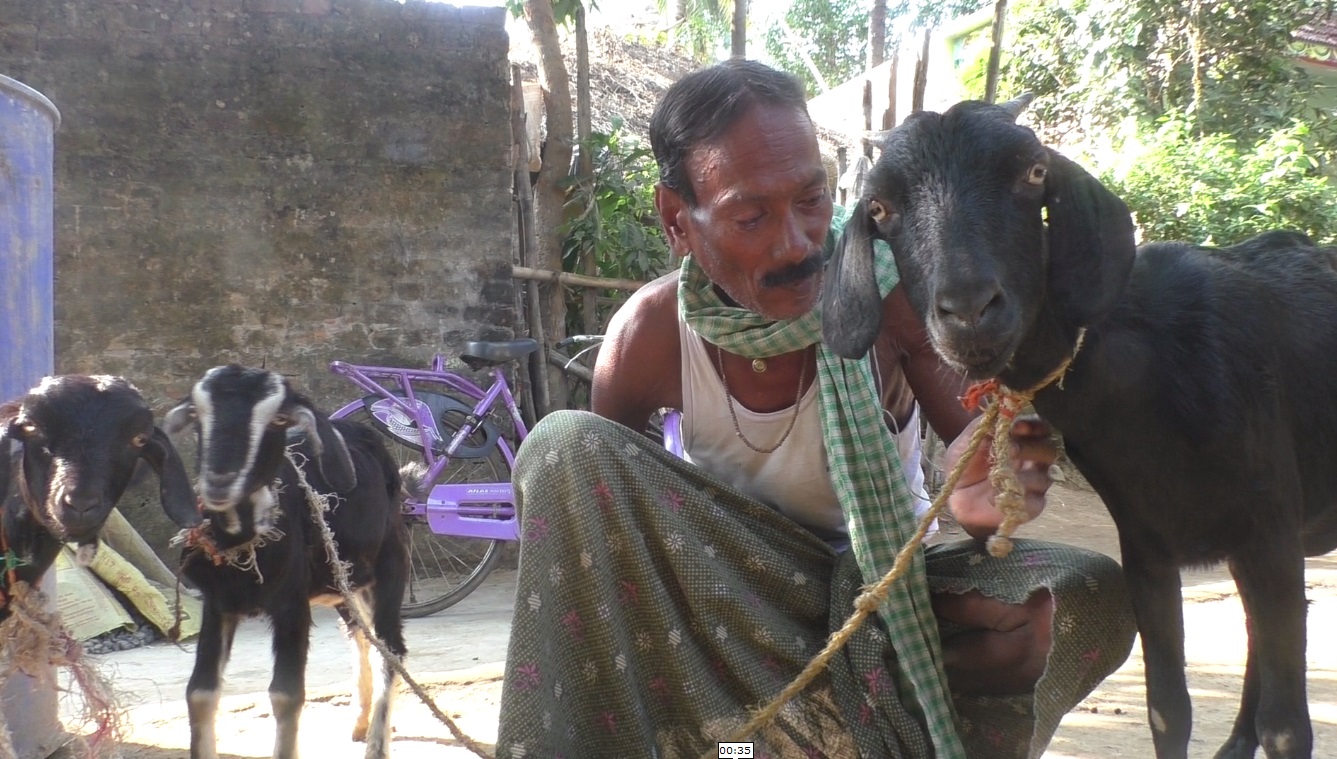 Former Jatra comedian rearing goats for survival OrissaPOST