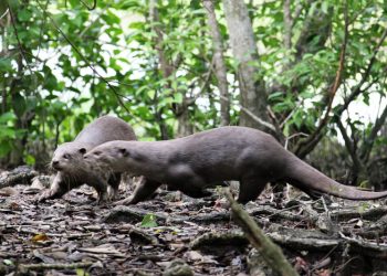 Mammal population goes up in Bhitarkanika